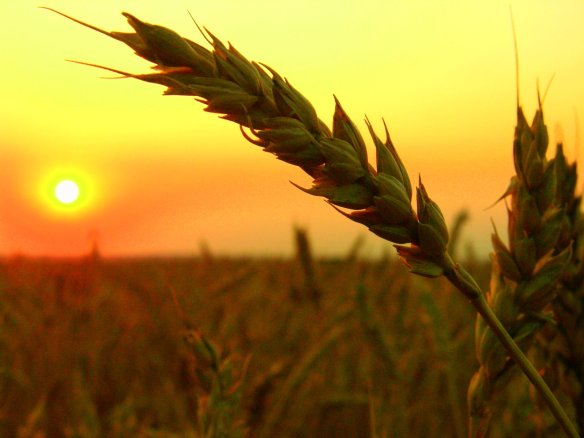source: http://www.cmd-lawfirm.com/sample-page/wheat-field-harvest-sunset/